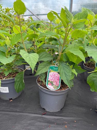 3 Mixed Extra Large Hydrangea 'Candybelle' Shrubs in 3 Litre Pots By Direct Plants