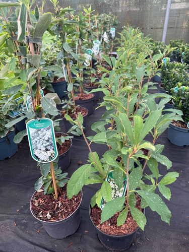 2 Mixed Large Exochorda Pearl Bush Shrubs in 2/3 Litre Pots By Direct Plants