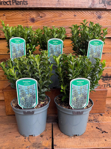 5 Large Euonymus Green Spire Evergreen Shrubs in 2/3 Litre Pots Box Buxus Alternative By Direct Plants