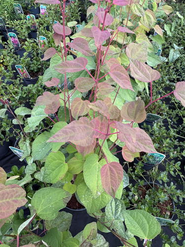 Cercidiphyllum Japonicum Katsura Tree Large in a 3 Litre Pot By Direct Plants