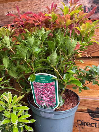 Large Pieris Mountain Fire Evergreen Garden Shrub in a 3 Litre Pot By Direct Plants