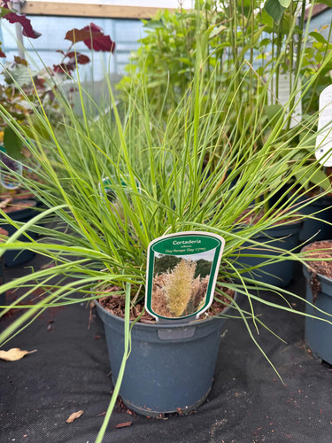 Extra Large Cortaderia "Tiny Pampa" Dwarf Pampas Grass in a 3 Litre Pot By Direct Plants