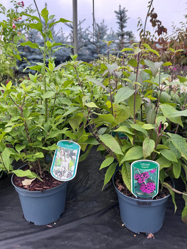 Callicarpa Magical Snowstar Shrub Large in a 3 Litre Pot By Direct Plants