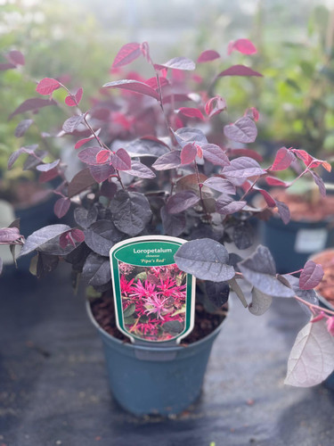 Loropetalum Chinense Pipa's Red Large Shrub in a 2/3 Litre Pot By Direct Plants