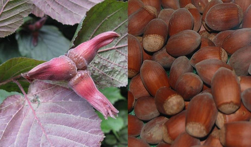 Large Corylus Purpurea Purple Filbert Nut Tree in a 3 Litre Pot By Direct Plants