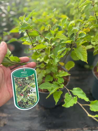 Large Morus Mulberry  BonBonBerry Mojo Fruit Bush Berry in a 3 Litre Pot By Direct Plants