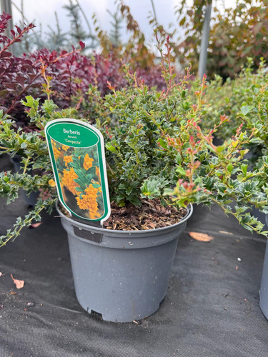 Large Berberis Darwinii Compacta Evergreen Garden Shrub in a 3 Litre Pot By Direct Plants