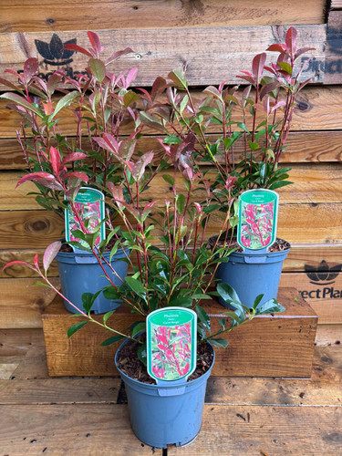 3 Large Photinia Carre Rouge Hedging Shrubs in 2/3 Litre Pots By Direct Plants