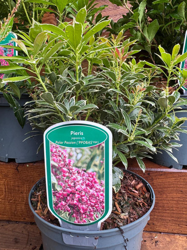 Large Pieris Polar Passion Evergreen Garden Shrub in a 3 Litre Pot By Direct Plants