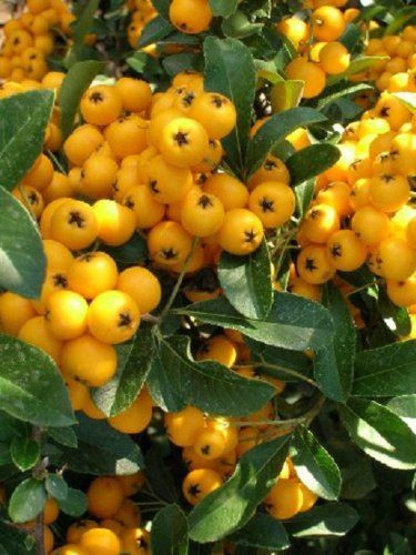 Pyracantha Soliel D'or Evergreen Shrub 5-6ft Extra Large Instant Impact By Direct Plants
