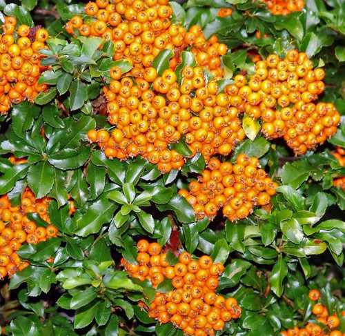 3x Pyracantha Teton Evergreen Shrub 5-6ft Extra Large By Direct Plants
