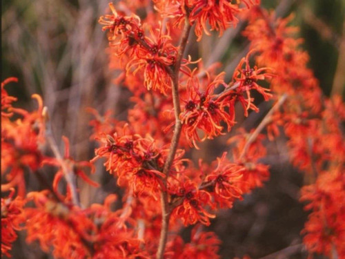 Witch Hazel Hamamelis Ruby Glow Shrub 4-5ft Extra Large in a 7.5 Litre Pot By Direct Plants
