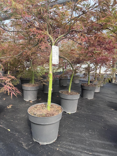 Extra Large Acer Palmatum Dissectum Crimson Queen in a 7.5 Litre Pot By Direct Plants