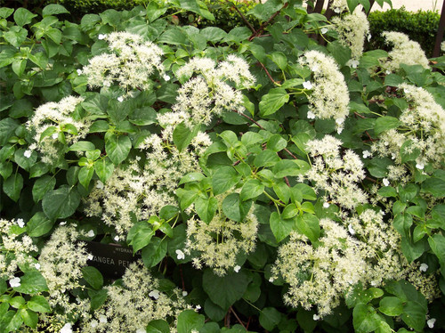 Large Hydrangea Petiolaris Climbing Hydrangea 3-4ft in a 7.5 Litre Pot By Direct Plants
