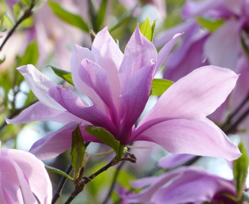 Magnolia Betty Tree Purple Pink Flowers 3-4ft Large By Direct Plants Magnolia Betty Tree Purple Pink Flowers 3-4ft Large By Direct Plants