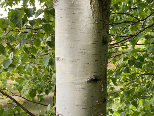 Large Betula Pendula Silver Birch Tree 5-6ft Tall in 7.5L Pot – Elegant White Bark & Autumn Colour By Direct Plants