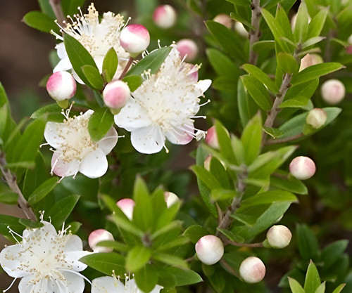 3x Myrtus Tarentina Fragrant Evergreen Shrubs in Pots By Direct Plants