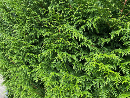 10 Large Thuja Plicata Gelderland Western Red Cedar Trees 4ft in 3 Litre Pots By Direct Plants