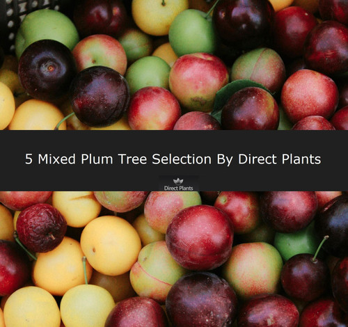 5 Mixed Plum Fruit Trees 4-6ft Tall By Direct Plants