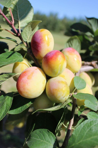 Golden Gage Plum Fruit Tree | 4-5ft Bare Root Tree By Direct Plants