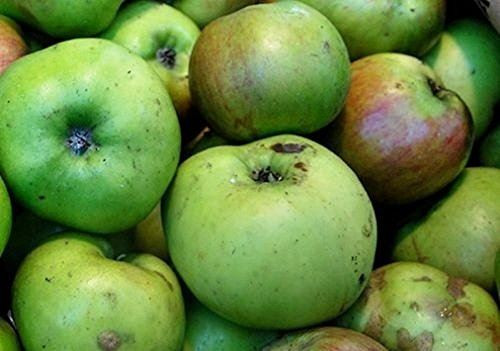 Bramley’s Seedling Cooking Apple Tree M26 Dwarf | 100-120cm Bare Root Fruit Tree By Direct Plants