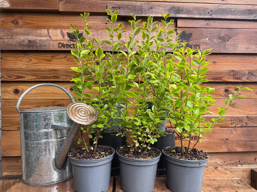 10x Large Golden Privet Ligustrum Aureum Hedging Trees in 2/3 Litre Pots By Direct Plants