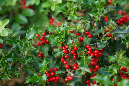 50x 7-8ft Ilex English Holly Hedging Trees | Extra Large Rootball Trees for Instant Impact |By Direct Plants (£79each)