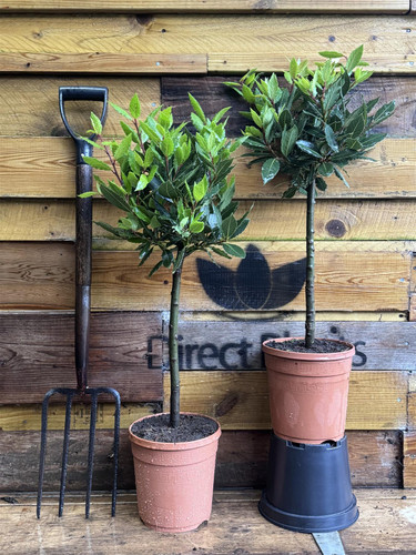 2x Laurus Nobilis Lollipop Standard Bay Trees 75-80cm Tall By Direct Plants