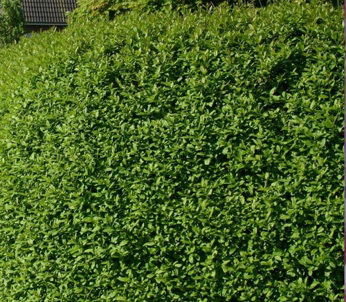 10x Large Ligustrum Ovalifolium Green Privet | 3-4ft Tall | Supplied By Direct Plants