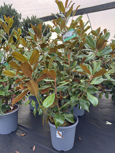 Magnolia Grandiflora Little Gem Evergreen Magnolia Tree Extra Large 4-5ft Tall in a 20 Litre Pot
