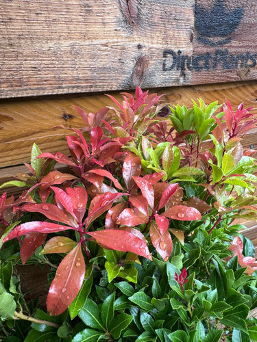 Pieris Mountain Fire Evergreen Garden Shrub By Direct Plants