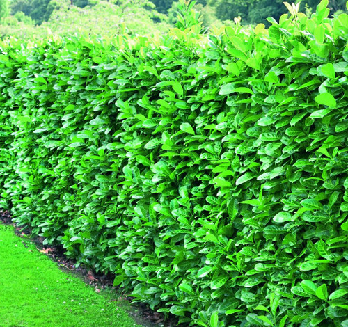 10x Large Cherry Laurel Evergreen Hedging Trees 2-3ft in 3 Litre Pots by Direct Plants