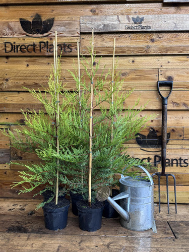 5x Extra Large Golden Leylandii Castlewellan Hedging Trees 3ft Tall in 3 Litre Pots By Direct Plants