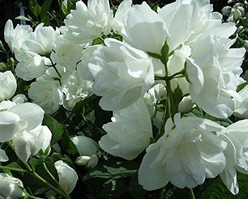 3 Large Philadelphus Virginal Mock Orange Shrubs in 3 Litre Pots By Direct Plants