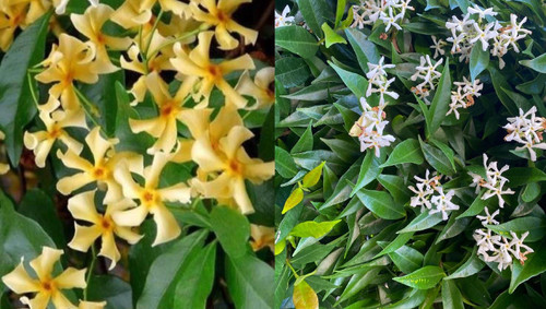 2x Trachelospermum Star Jasmine Plants Toscane Cream & White | 9cm Pots | 30–50cm | By Direct Plants