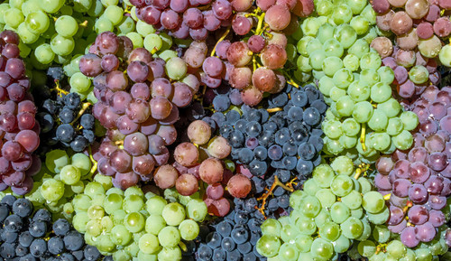 5 Mixed Large Grafted Grape Vines | 3 Litre Pots | 2–3 ft Tall | By Direct Plants