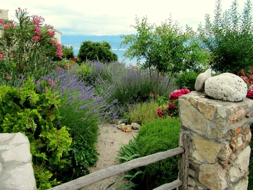 The Mediterranean Style Border Selection Established in Large 3 Litre Pots By Direct Plants