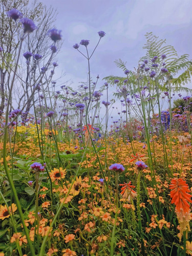 The Prairie Style Border Selection Established in Large 3 Litre Pots By Direct Plants