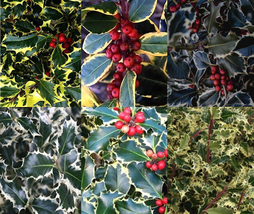 6x Mixed Ilex Holly Evergreen Shrubs Extra Large 3 Litre Pots By Direct Plants