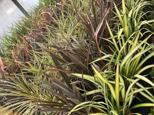 6x Mixed Phormium Evergreen Shrubs Extra Large 5 Litre Pots By Direct Plants
