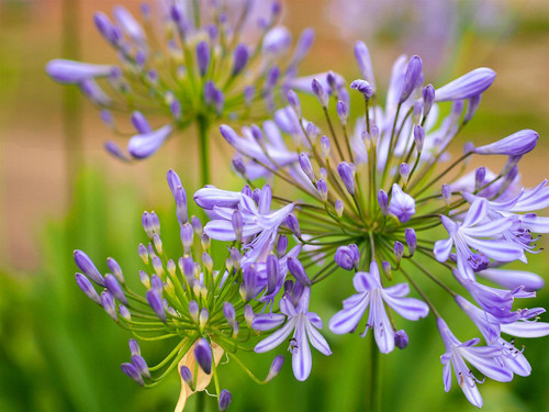 6x Mixed Agapanthus Lily Selection Established in Large 3 Litre Pots By Direct Plants