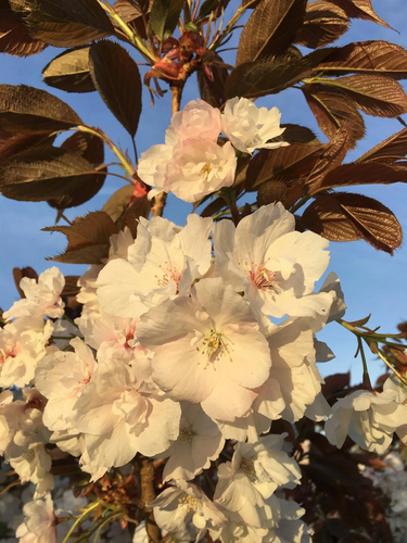Prunus Fragrant Cloud Cherry Blossom Tree 5-6ft Tall | By Direct Plants