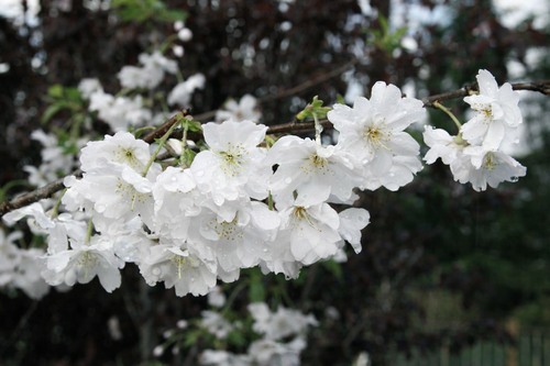 Prunus Autumnalis White Cherry Blossom Tree 5-6ft Tall | By Direct Plants