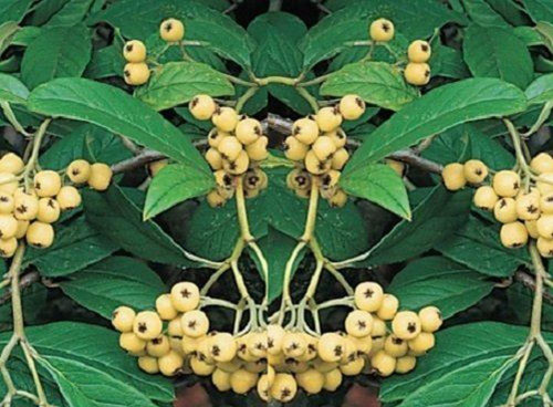 Cotoneaster Rothschildianus Evergreen Yellow Berry Tree 5ft Tall | By Direct Plants