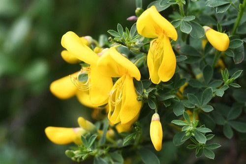 3x Cytisus Luna Flowering Broom in Pots | Garden Shrubs | By Direct Plants