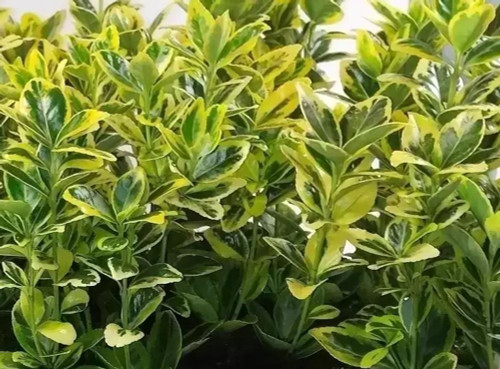 3x Euonymus Marieke in Pots | Evergreen Shrubs | By Direct Plants