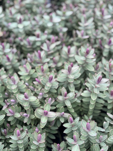 3x Hebe Red Edge in Pots | Evergreen Shrubs | By Direct Plants