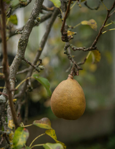 Buerre Hardy Pear Fruit Tree 125cm-150cm in a 7.5 Litre Pot | By Direct Plants