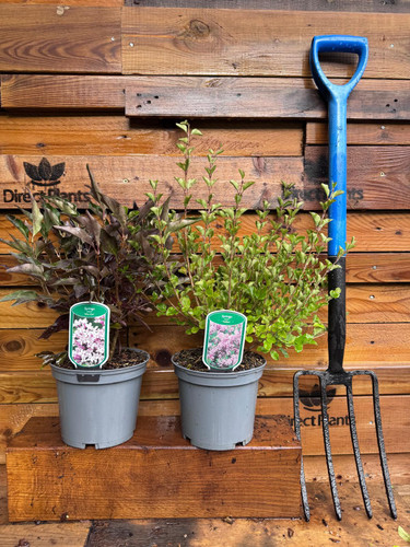 Extra Large Syringa Red Pixie Lilac Shrub in a 3 Litre Pot By Direct Plants