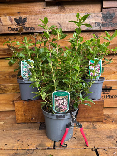 3 Extra Large Evergreen Viburnum Tinus Hedging Shrubs in 3 Litre Pots By Direct Plants